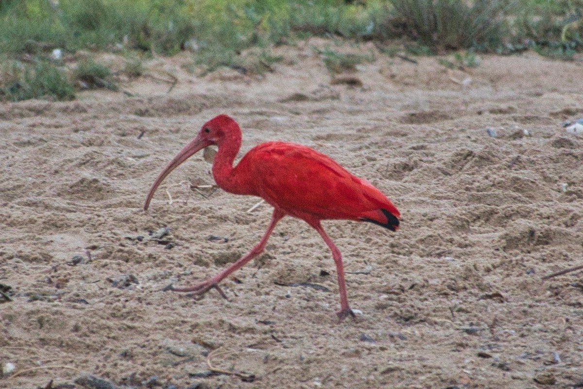 Scarlet Ibis - Howard Towle