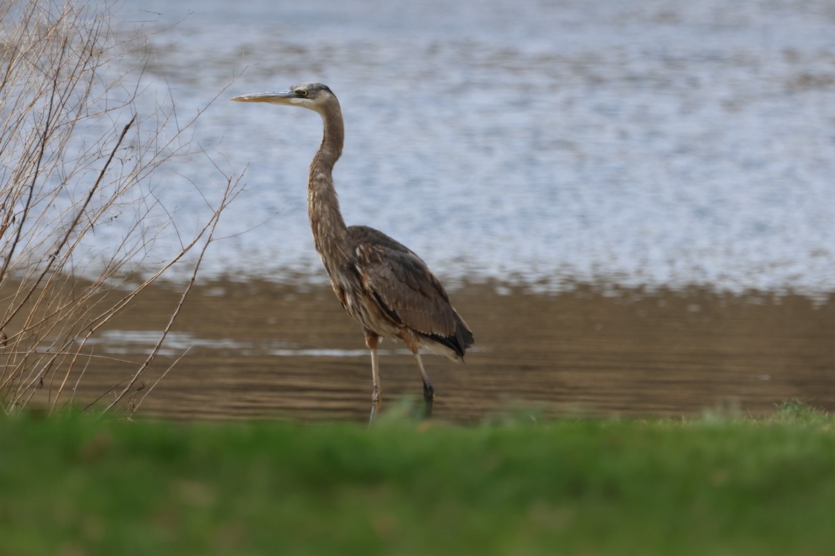 Great Blue Heron - ML617006603