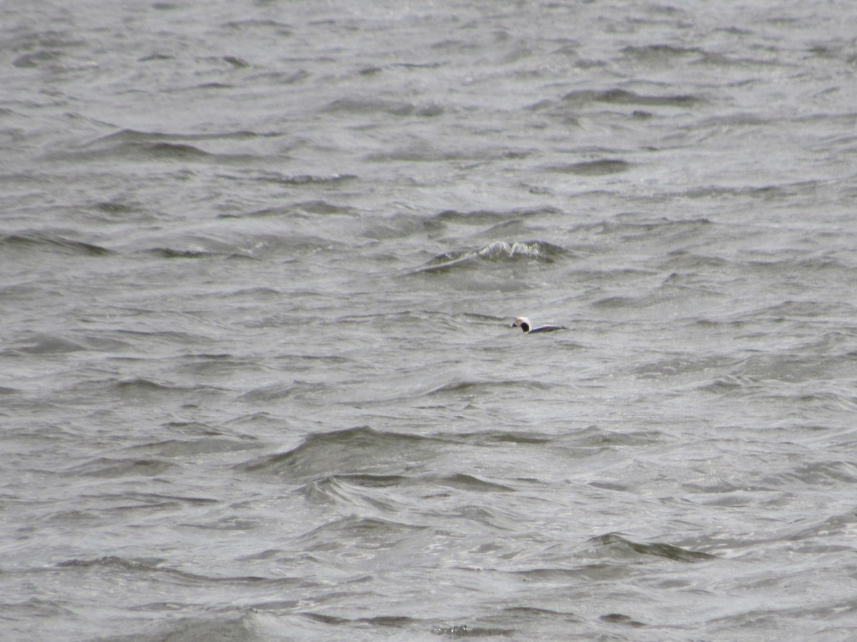 Long-tailed Duck - ML617006632