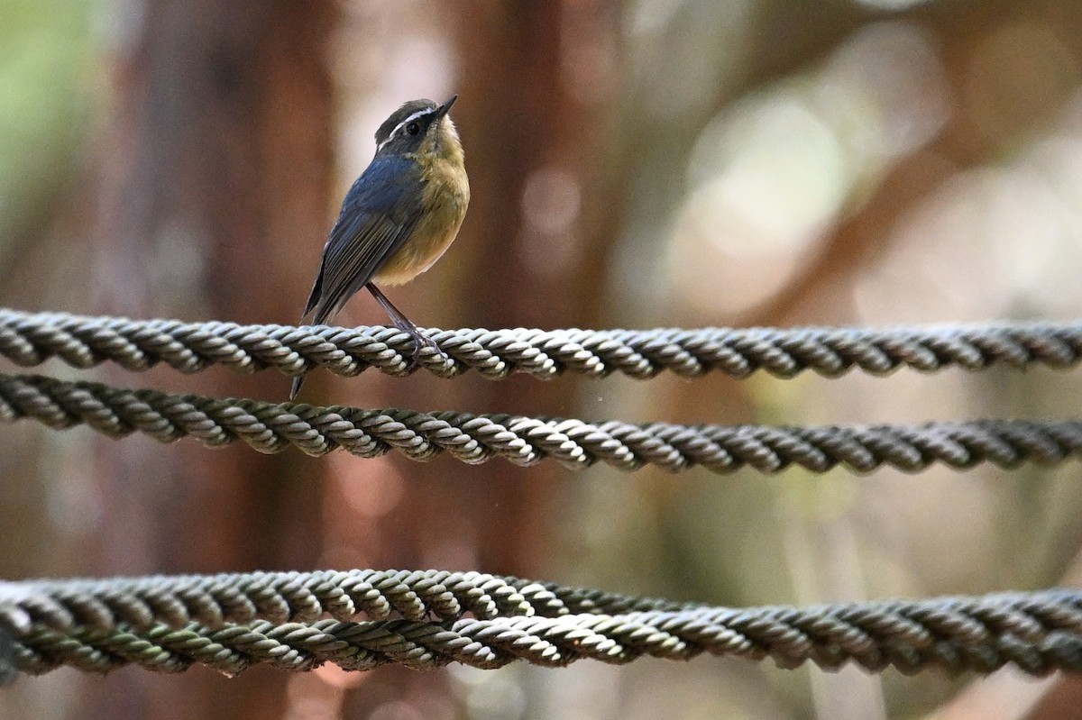 White-browed Bush-Robin (Taiwan) - ML617006634