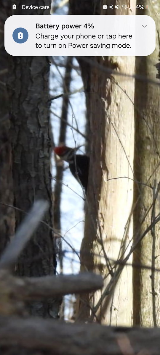 Pileated Woodpecker - ML617006657