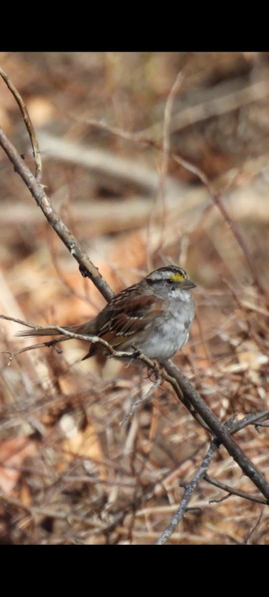 White-throated Sparrow - ML617006670