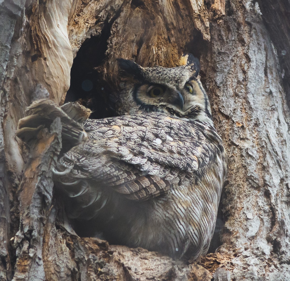 Great Horned Owl - ML617006676