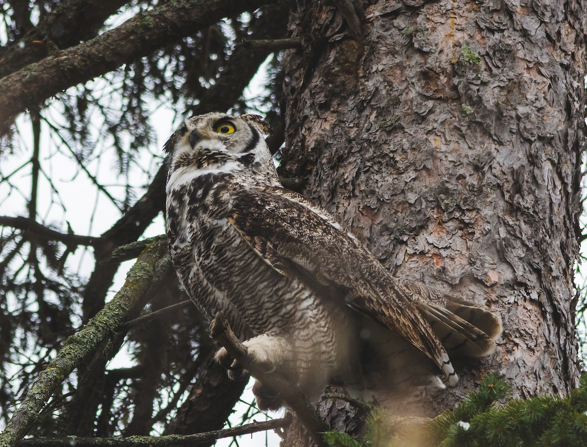 Great Horned Owl - ML617006677