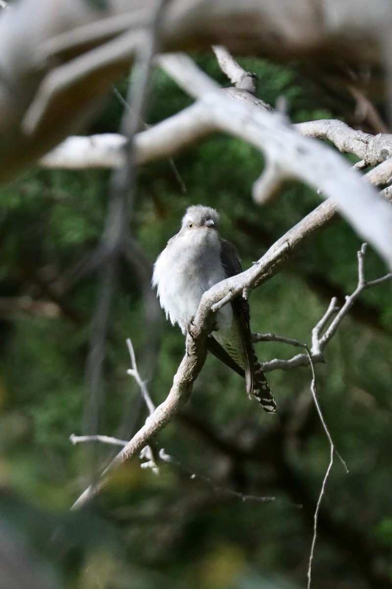 Pallid Cuckoo - ML617006683