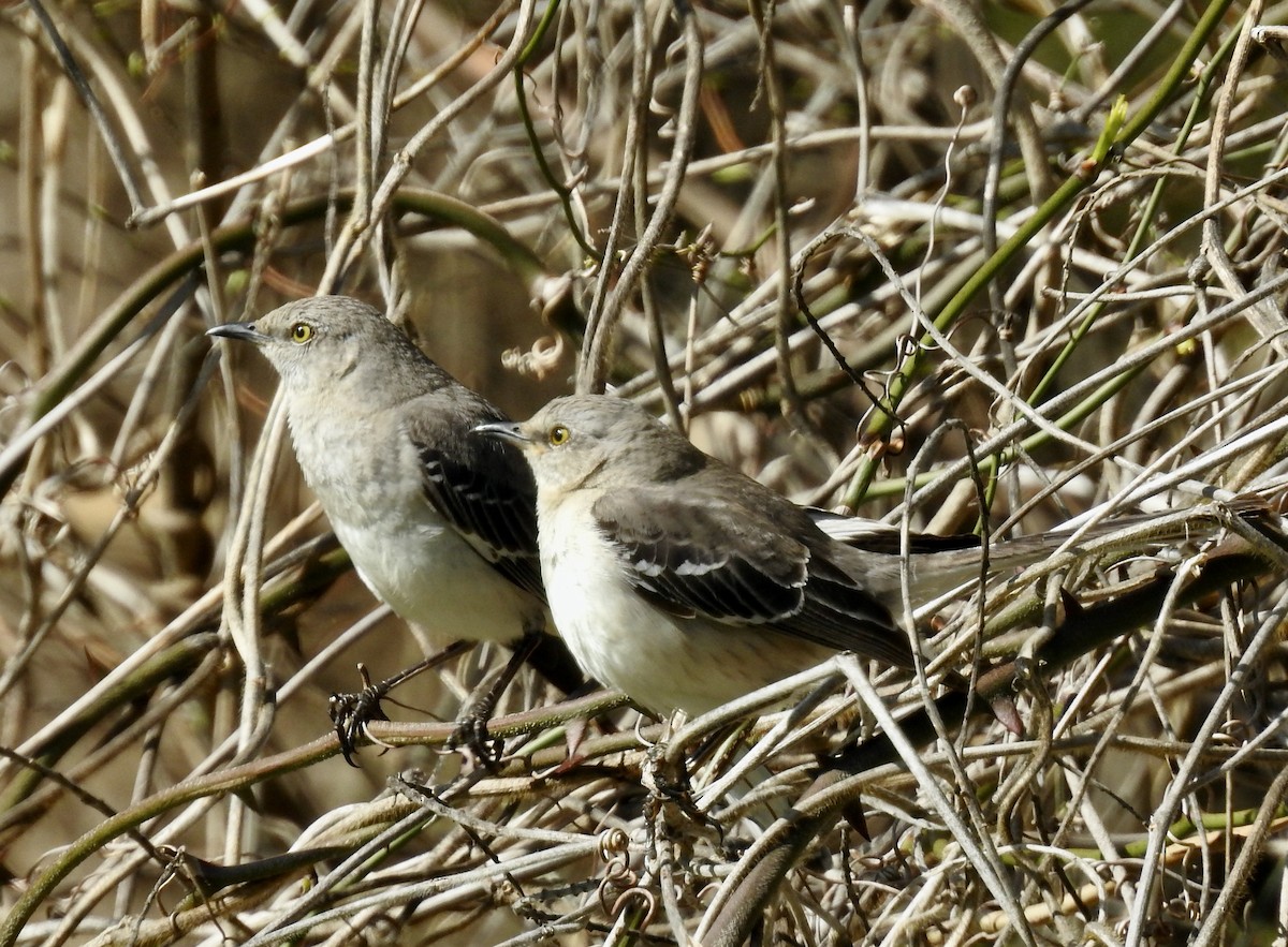 Northern Mockingbird - ML617006698