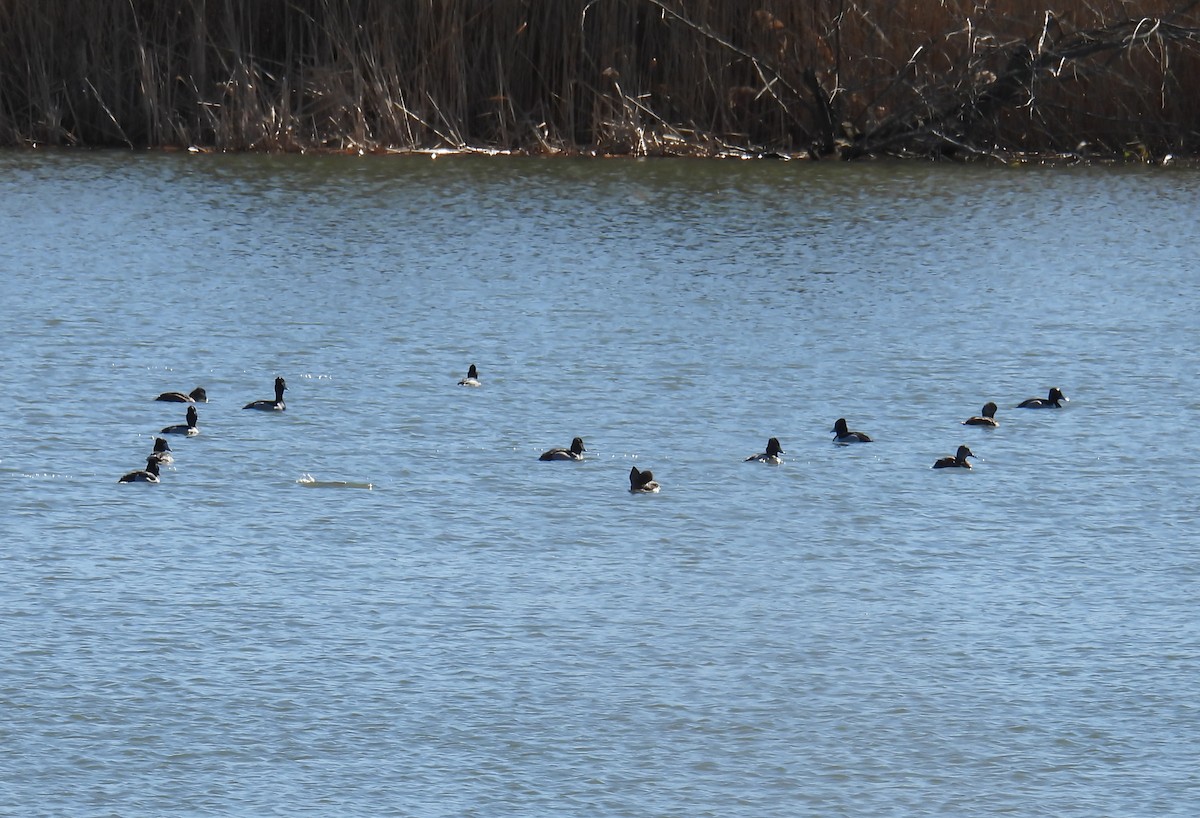 Ring-necked Duck - ML617006784