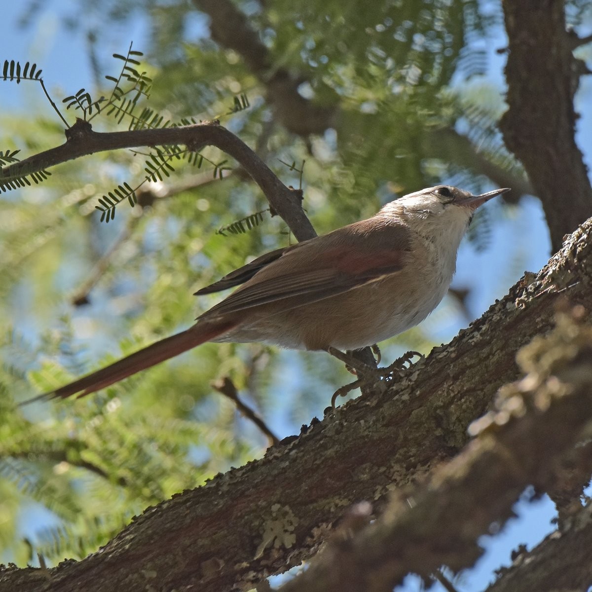 Stripe-crowned Spinetail - ML617006787