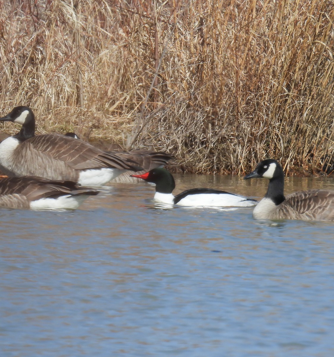 Common Merganser - ML617006794