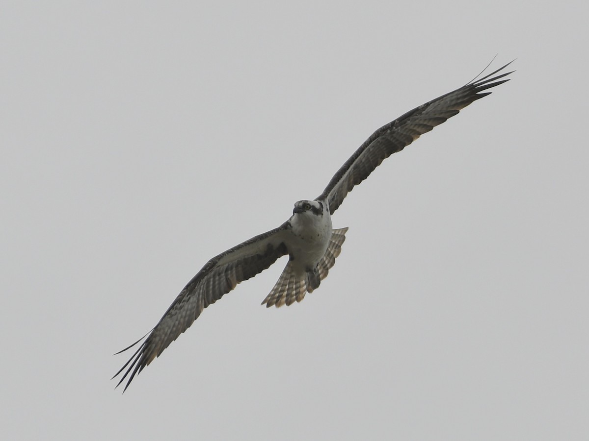 Águila Pescadora - ML617006814