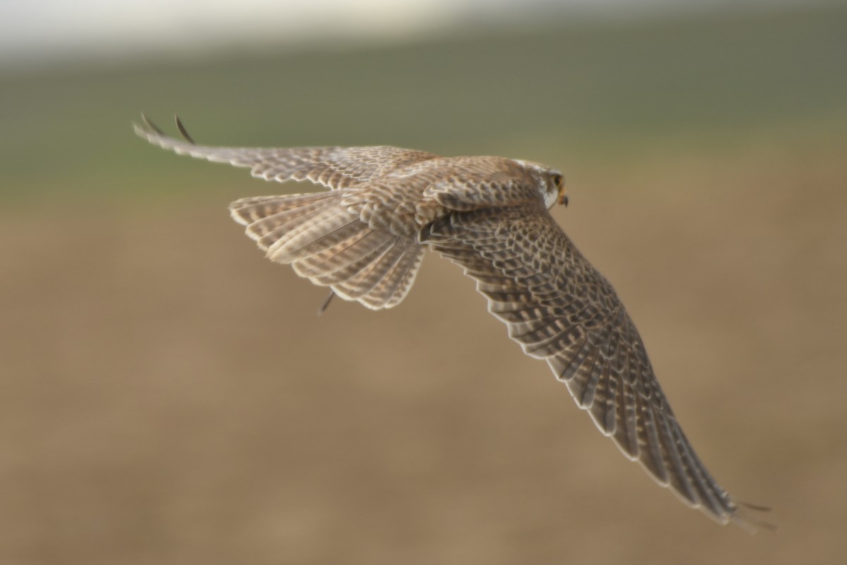 Prairie Falcon - ML617006820