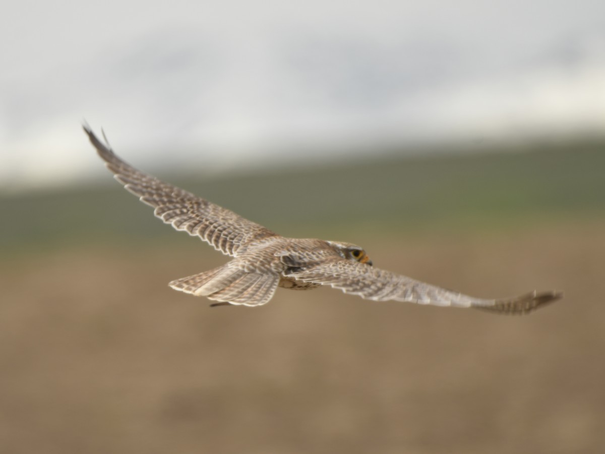 Prairie Falcon - Kent Kleman