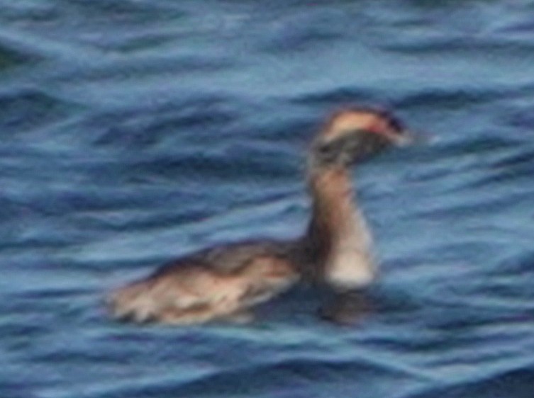 Horned Grebe - Doug Wassmer