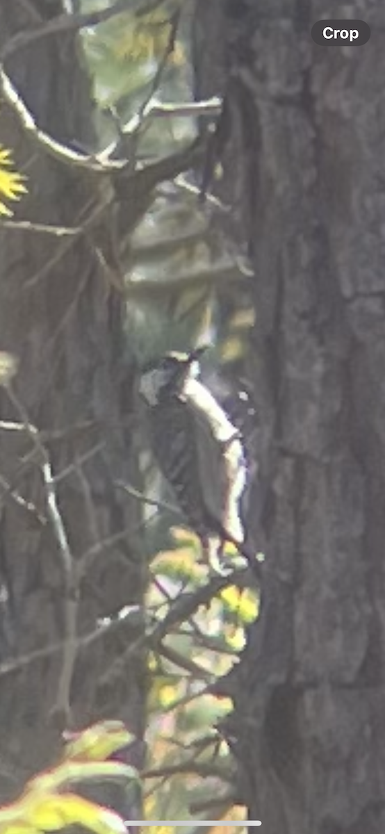 Red-cockaded Woodpecker - ML617006891