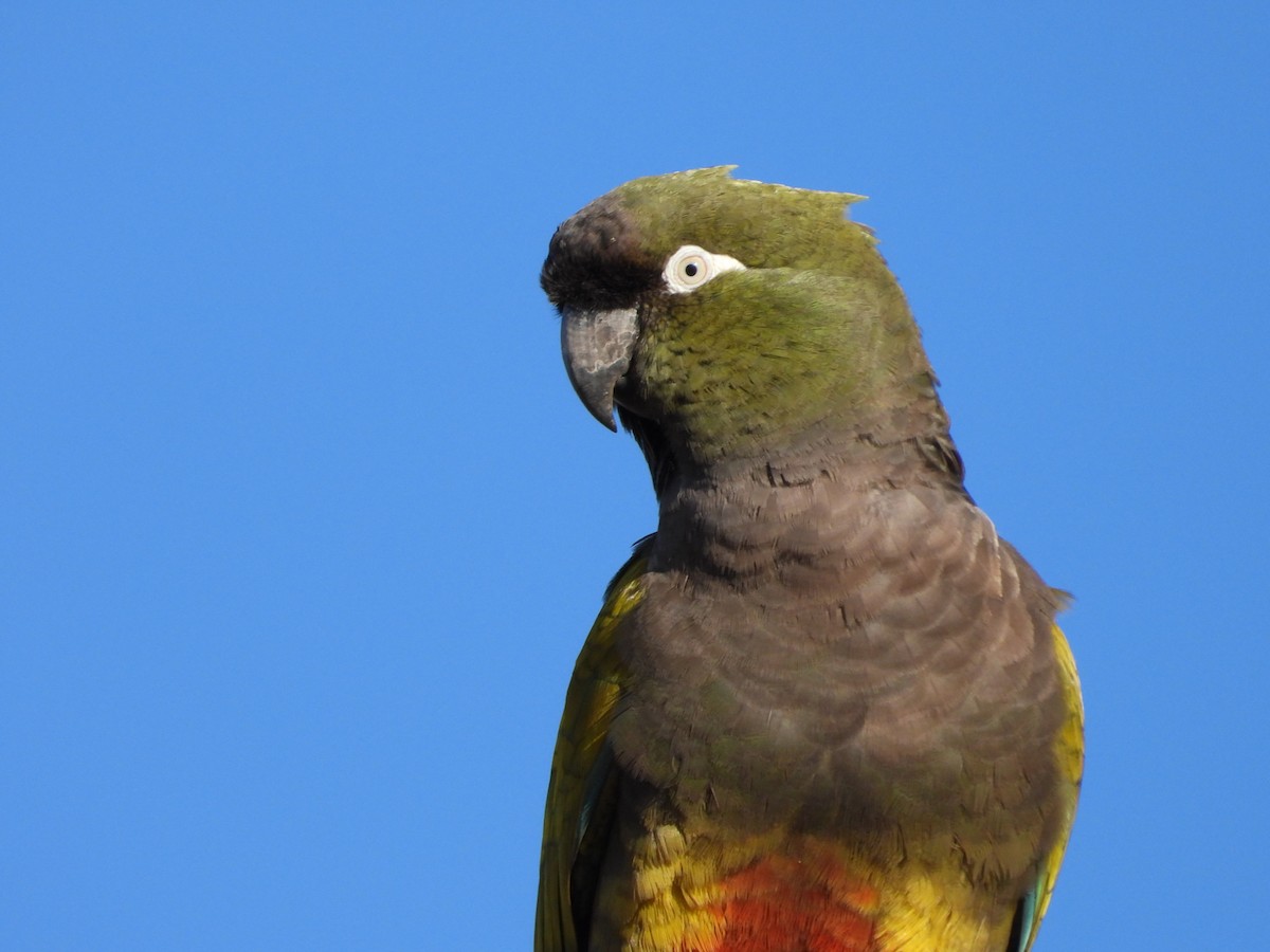 Patagonya Papağanı - ML617006901