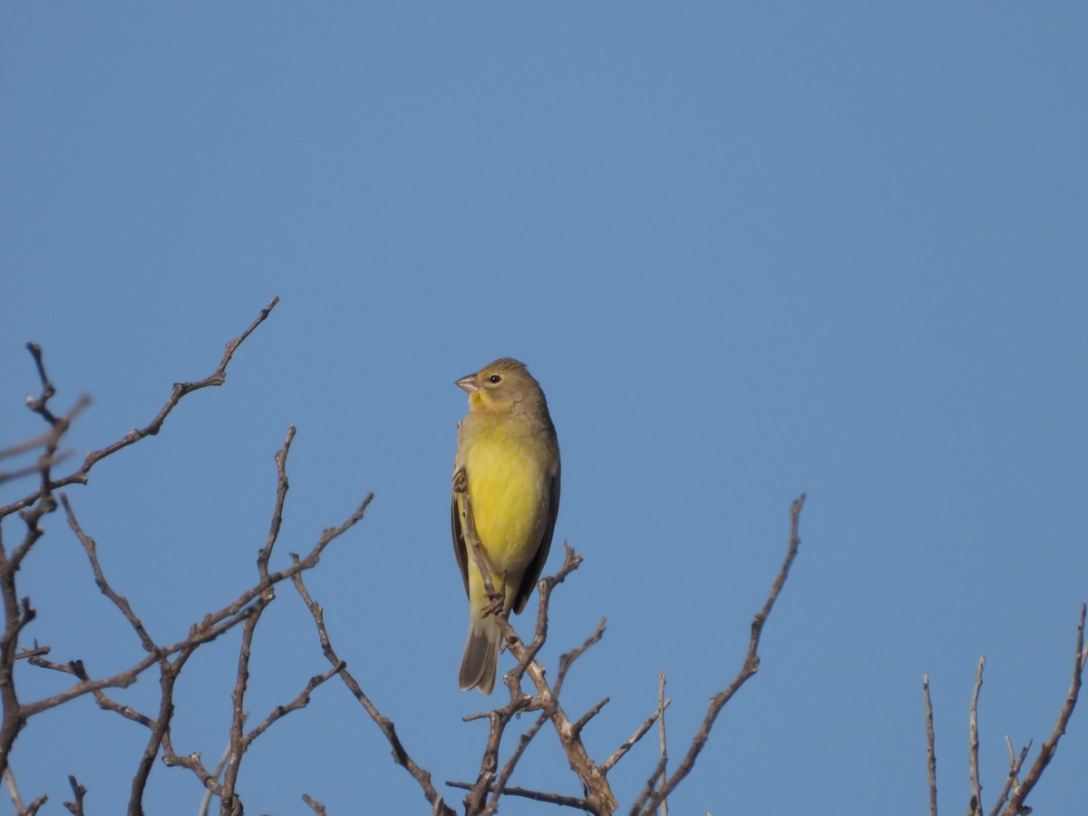 Grassland Yellow-Finch - Más Aves