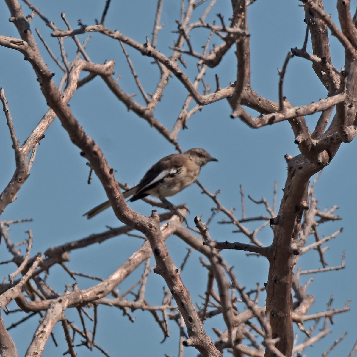 White-banded Mockingbird - Carlos De Biagi