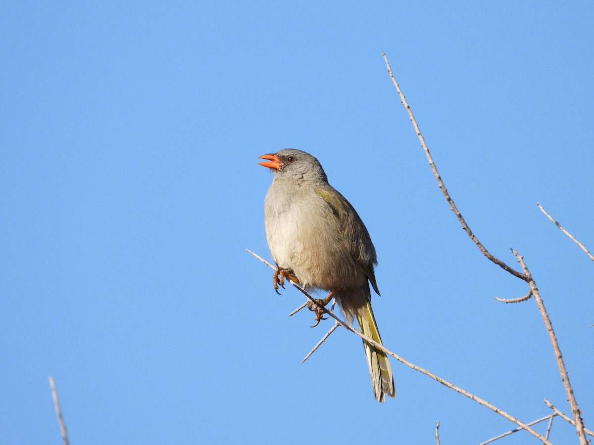 Great Pampa-Finch - Más Aves