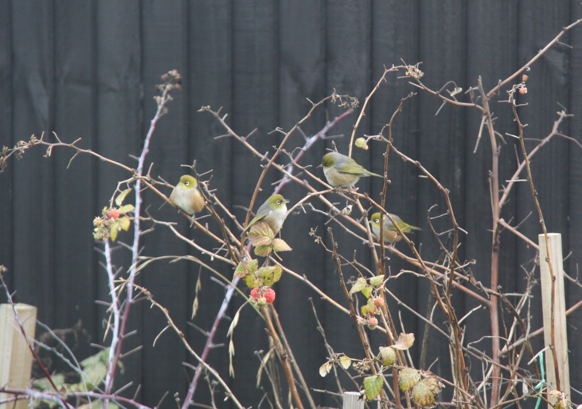 Silvereye - Mark Fraser