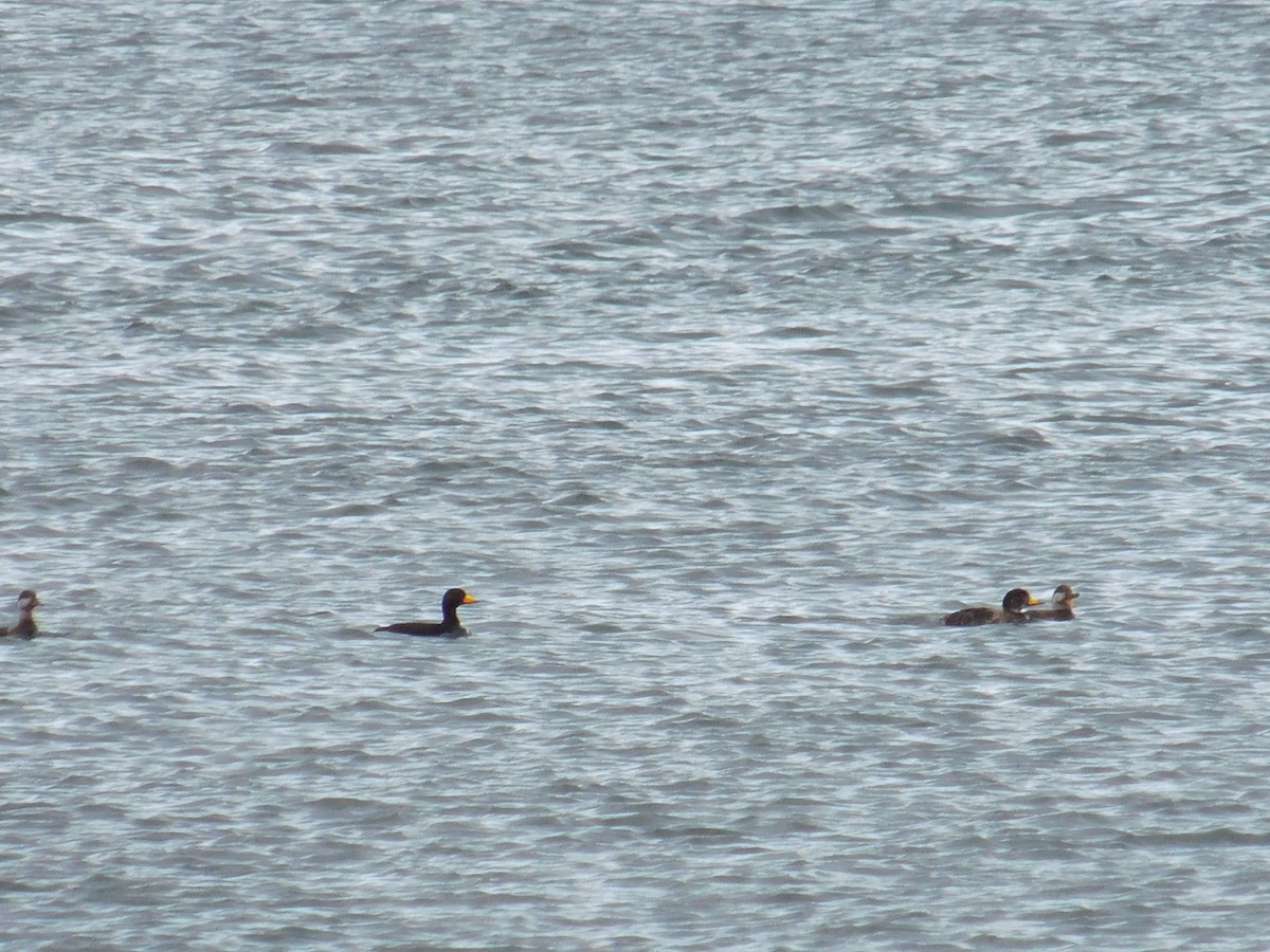 Black Scoter - Jack Jerrild