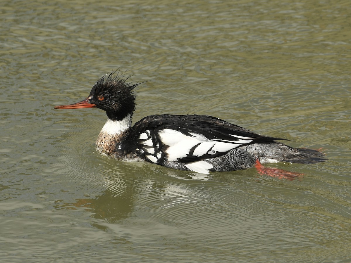 Red-breasted Merganser - ML617007043