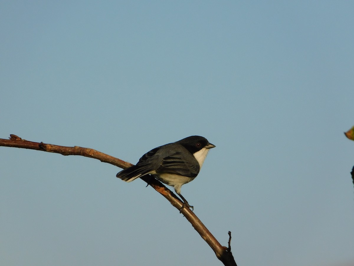 Black-capped Warbling Finch - ML617007045