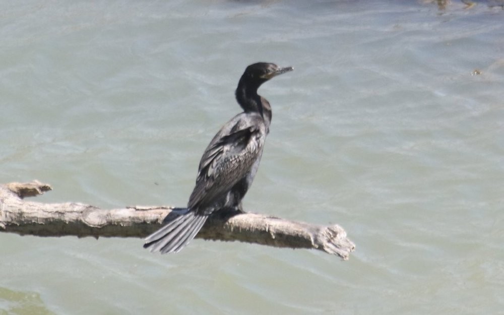 Neotropic Cormorant - ML617007050