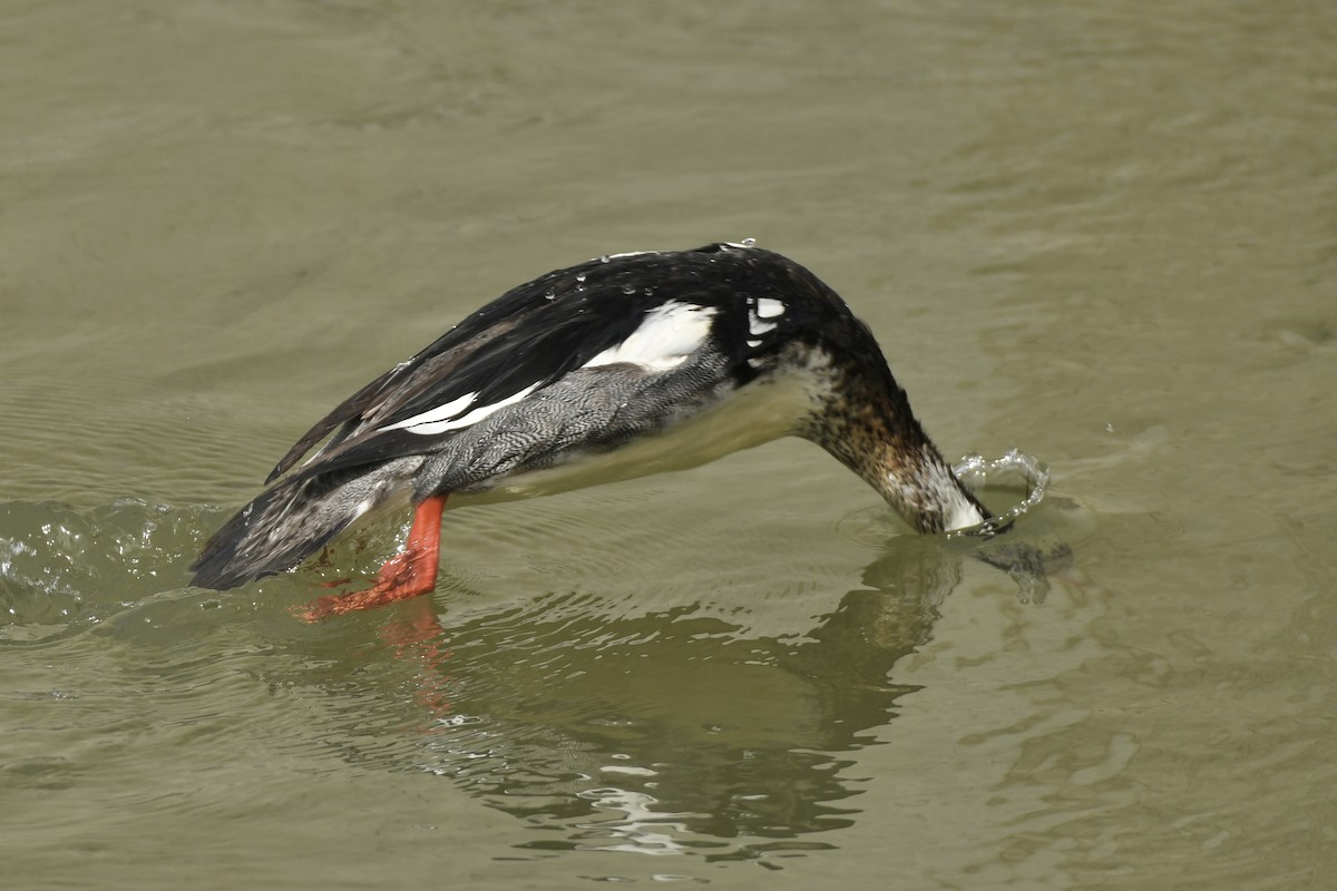 Red-breasted Merganser - ML617007058