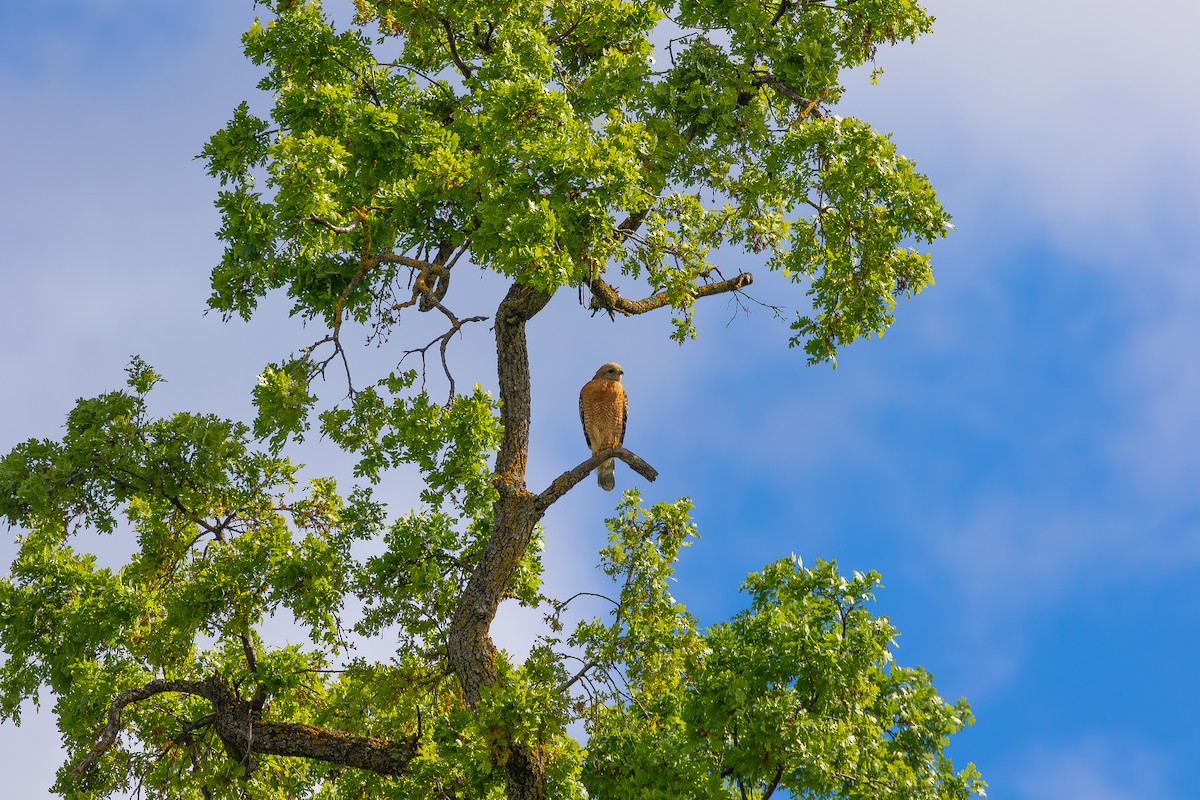 Red-shouldered Hawk - ML617007084