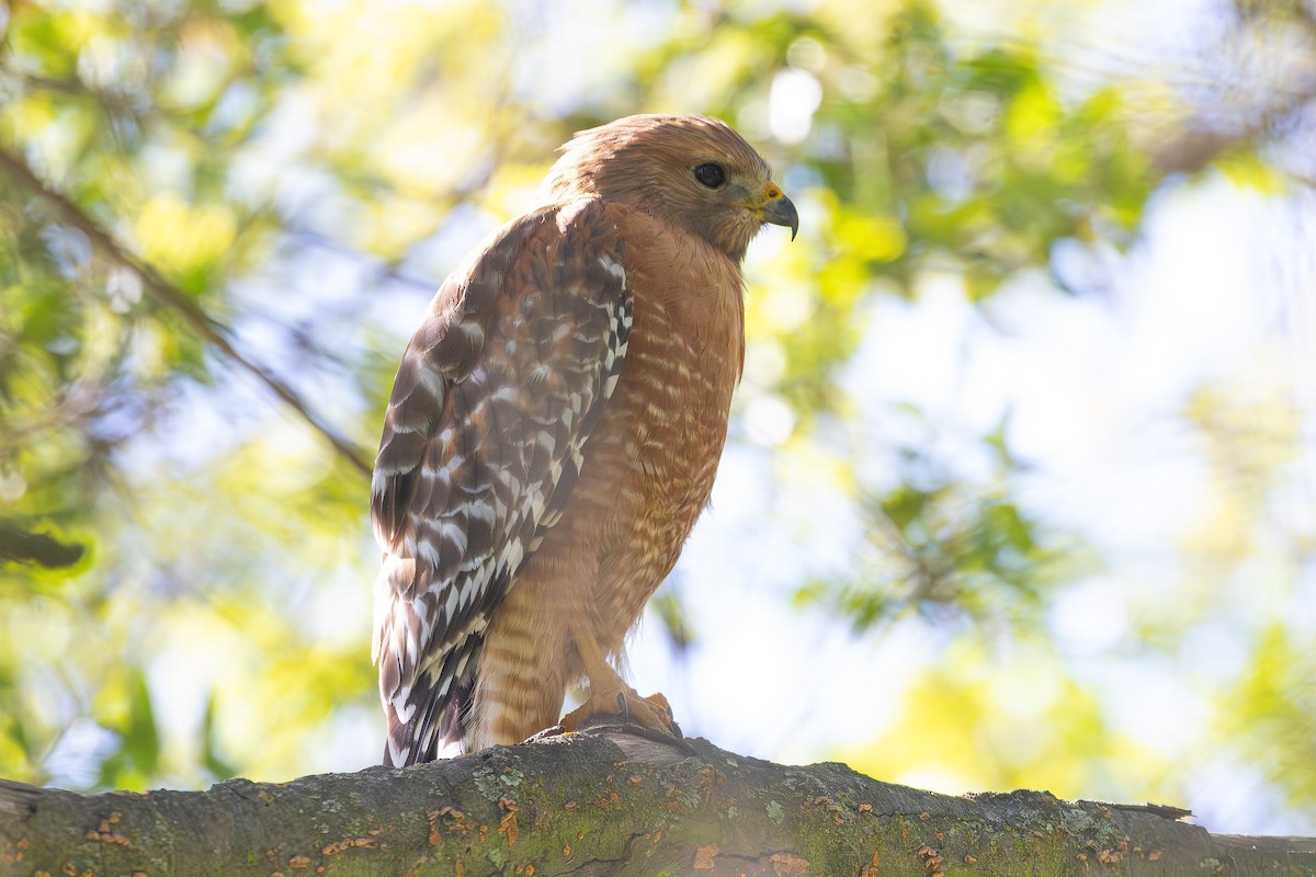 Red-shouldered Hawk - ML617007086