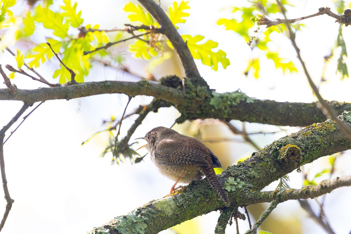 House Wren - ML617007102