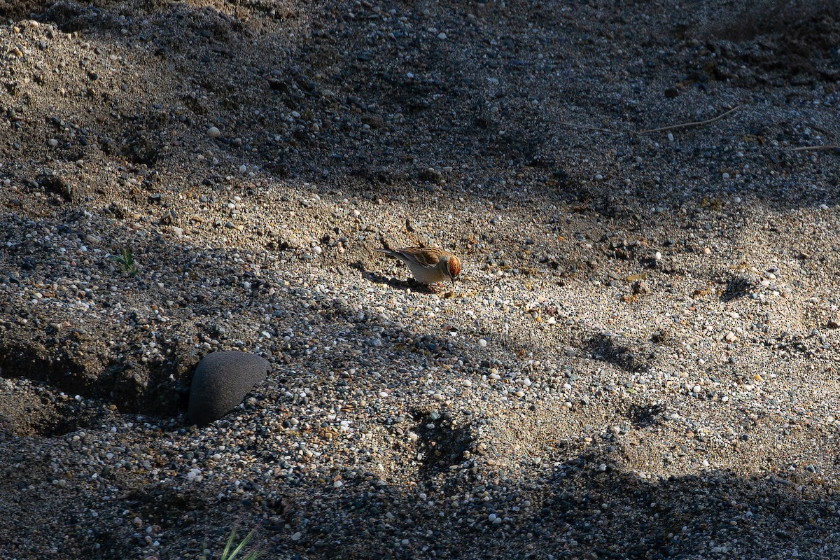 Chipping Sparrow - ML617007121