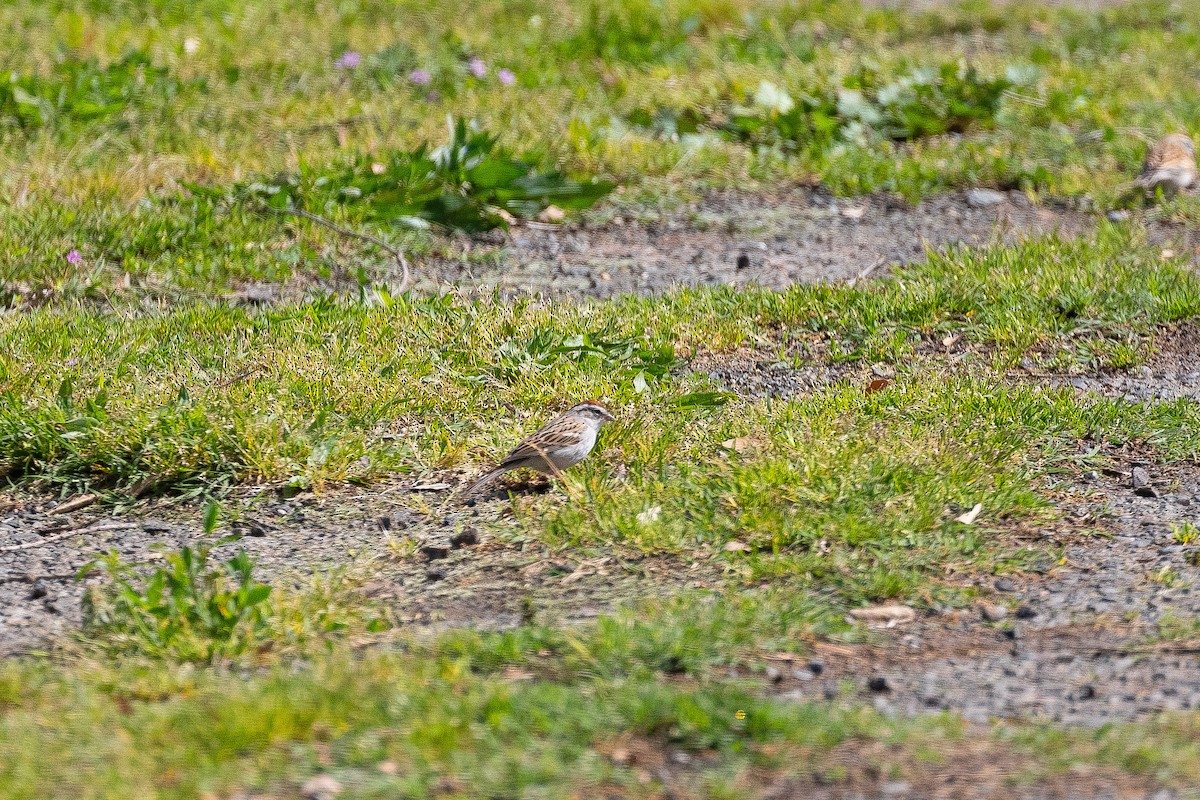 Chipping Sparrow - Larry Hickey