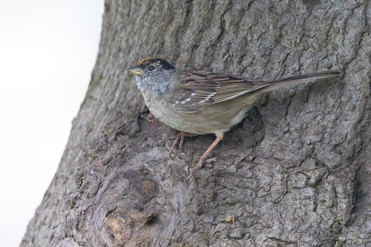 Bruant à couronne dorée - ML617007146