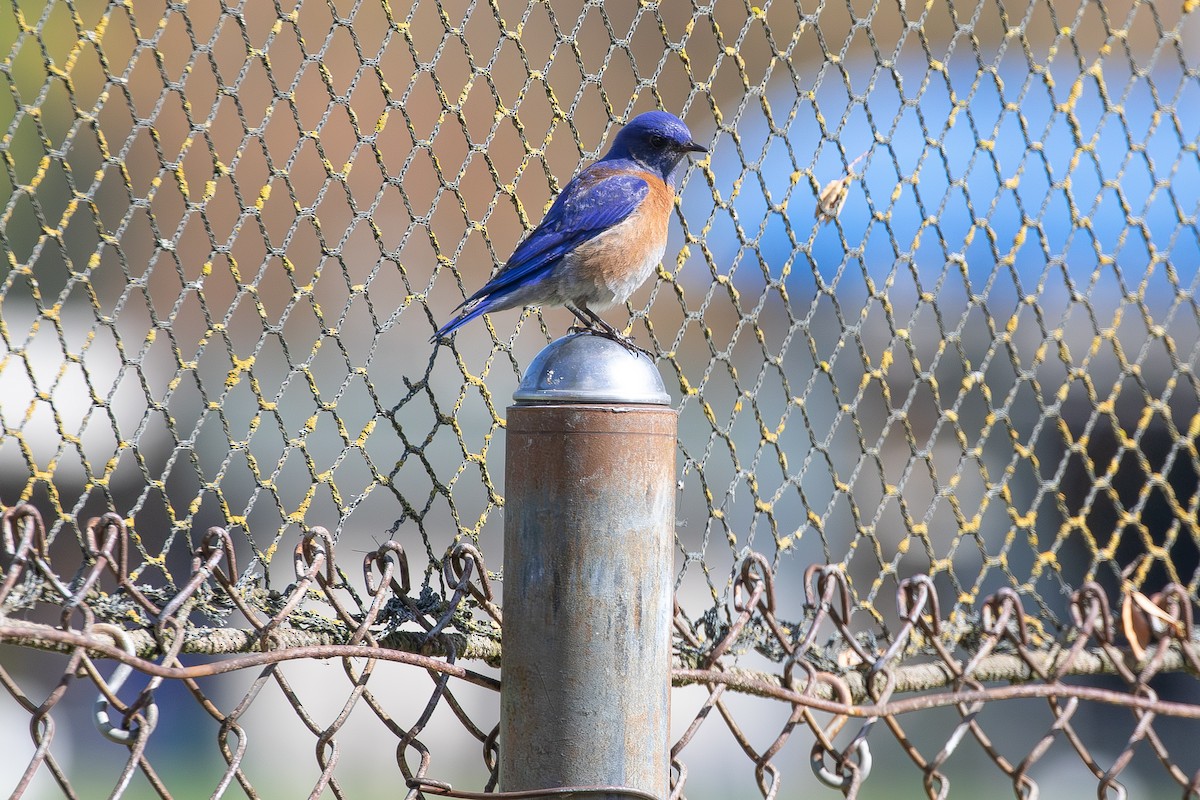 Western Bluebird - ML617007163