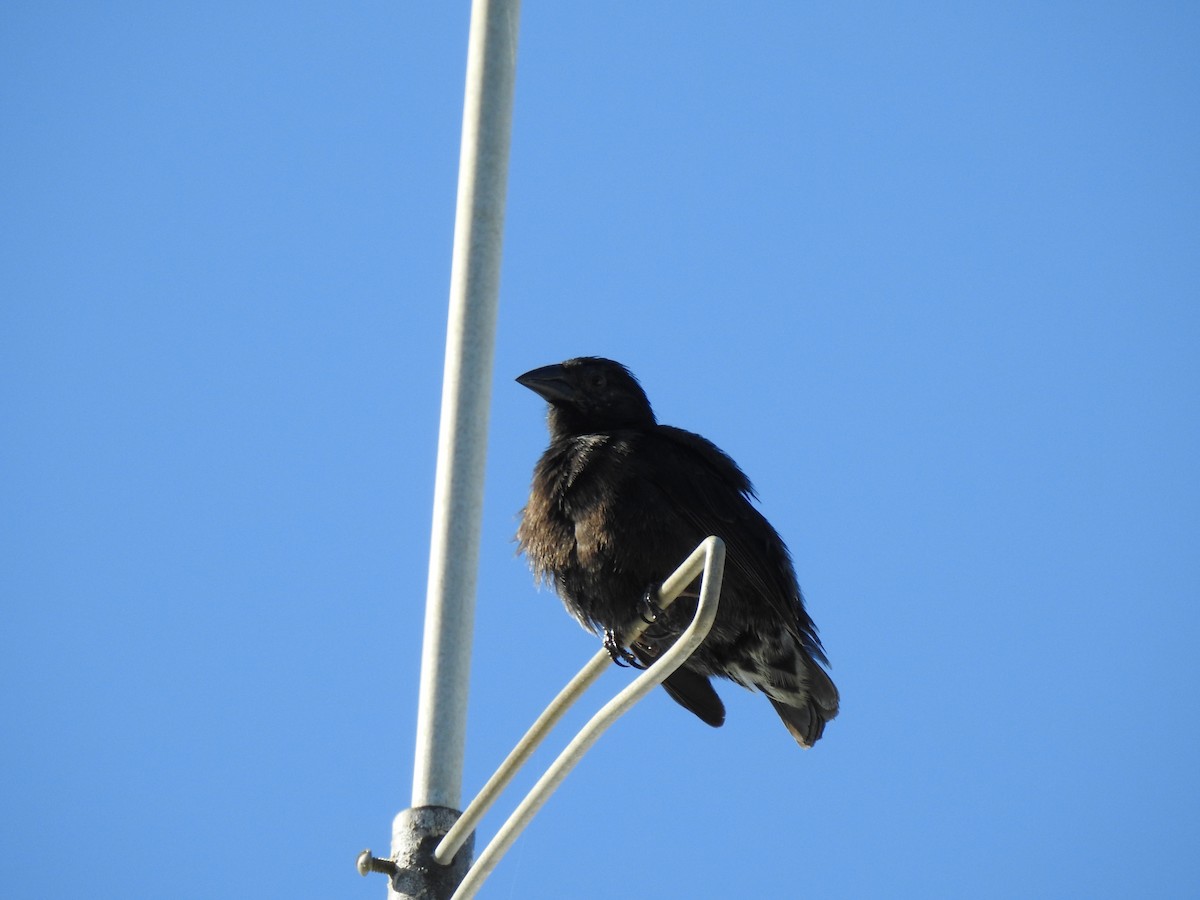 Common Cactus-Finch - ML617007168