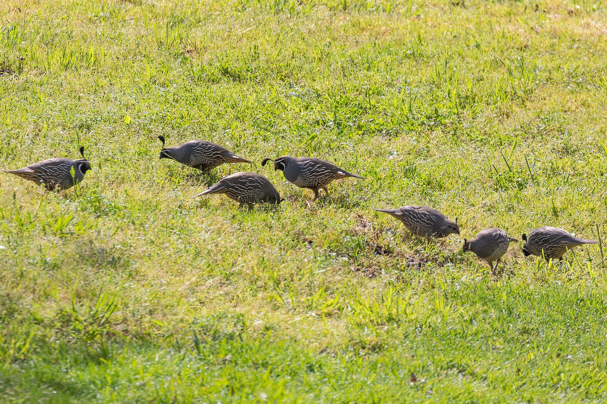 California Quail - ML617007203