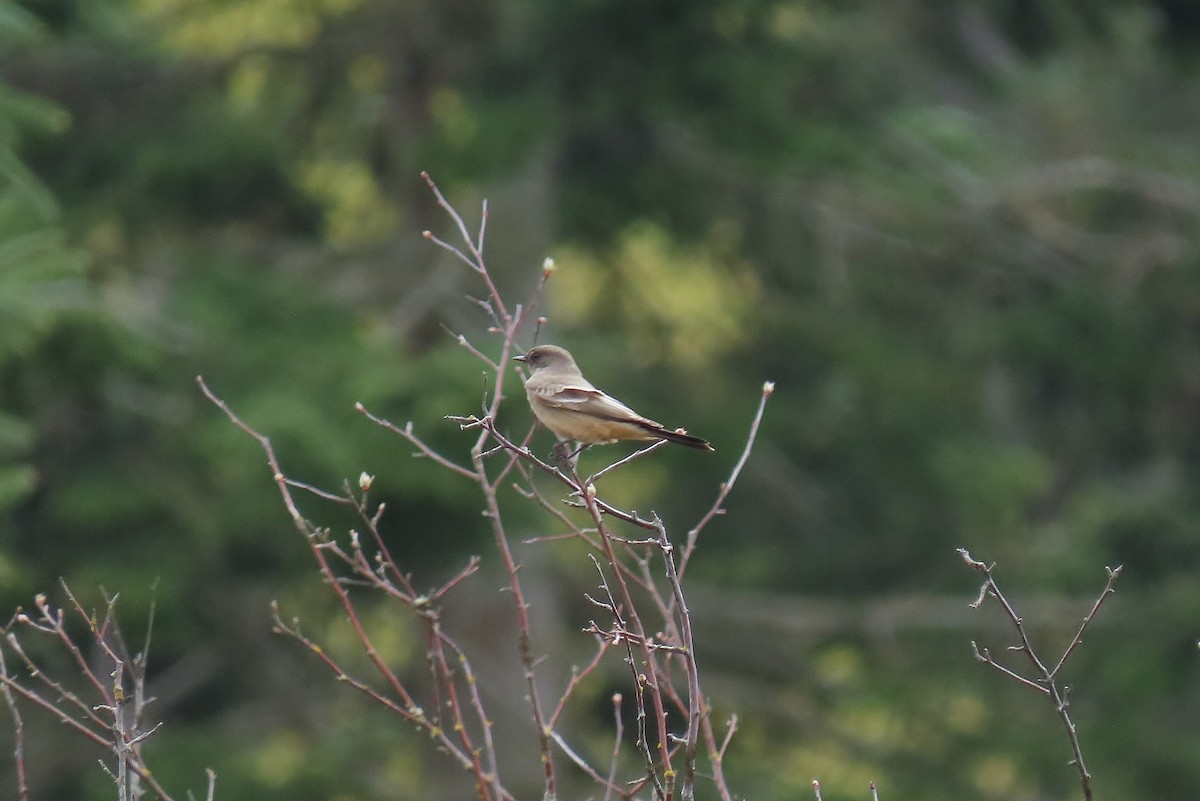 Say's Phoebe - ML617007204