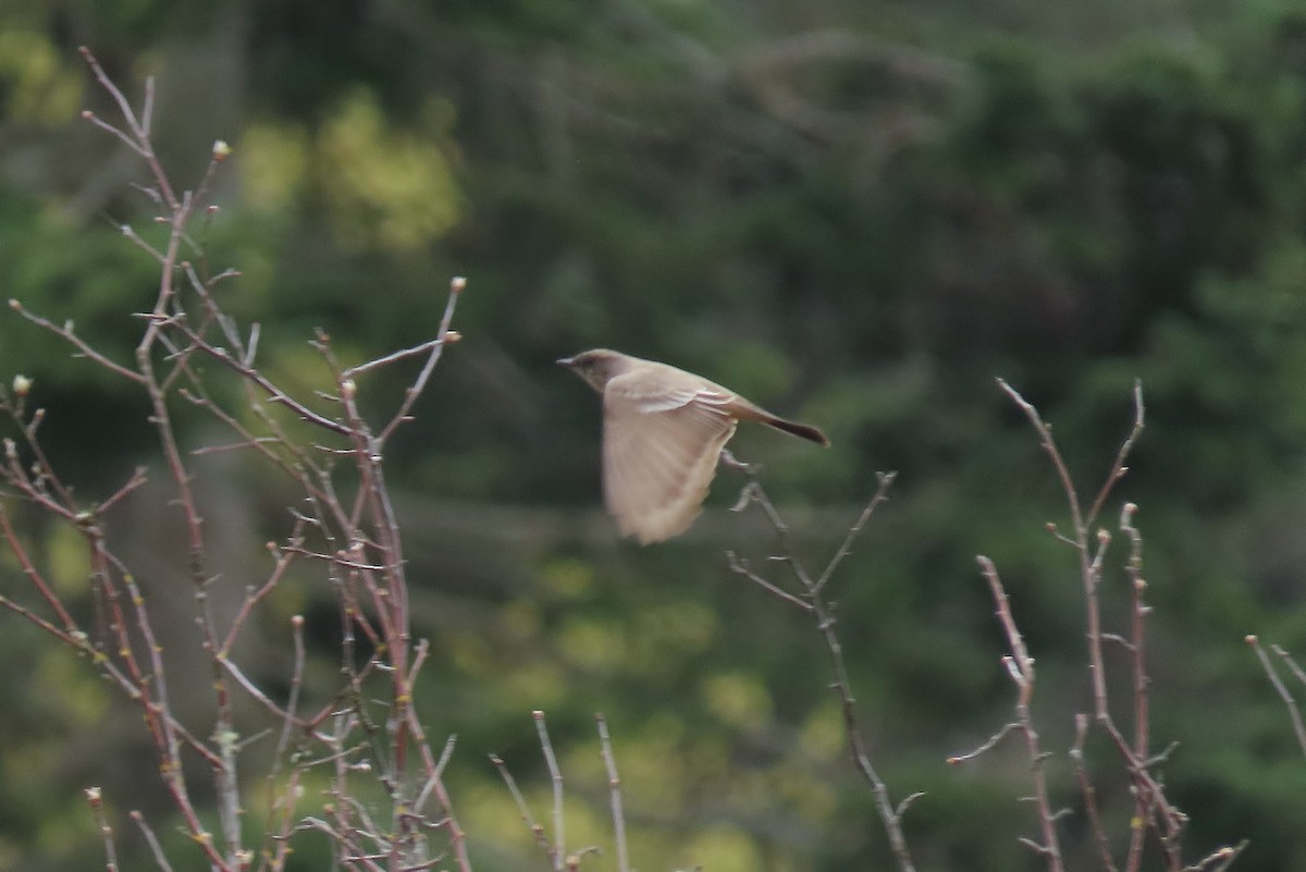 Say's Phoebe - Guy L. Monty