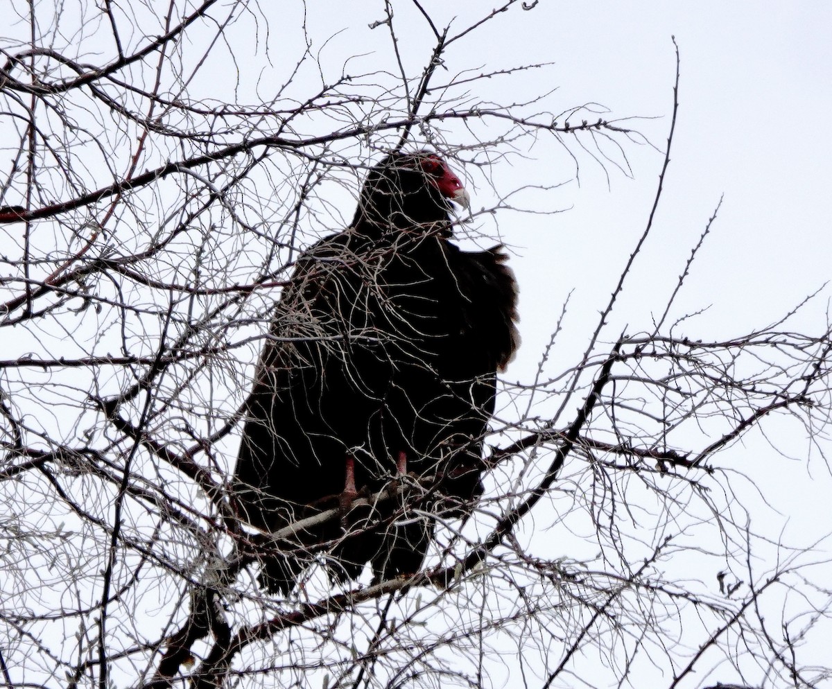 Turkey Vulture - ML617007225