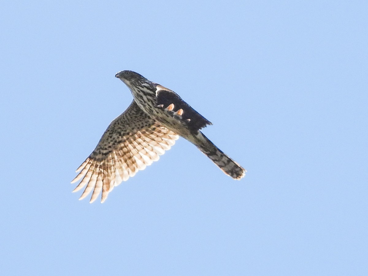 Cooper's Hawk - ML617007230