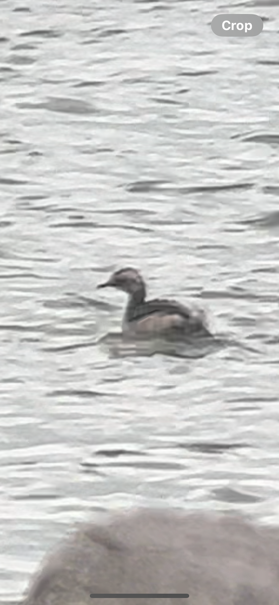 Horned Grebe - ML617007332