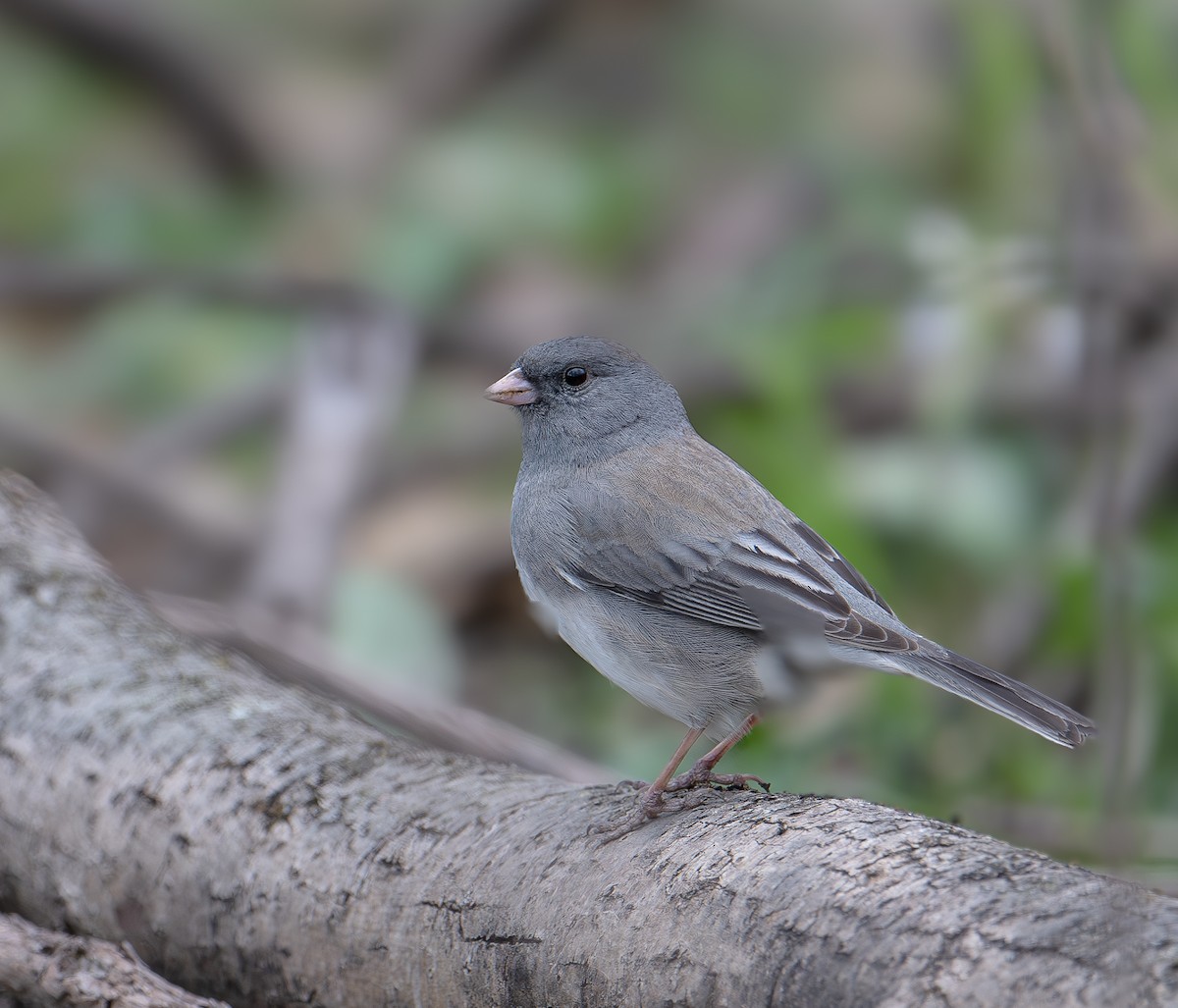 Dark-eyed Junco - ML617007336