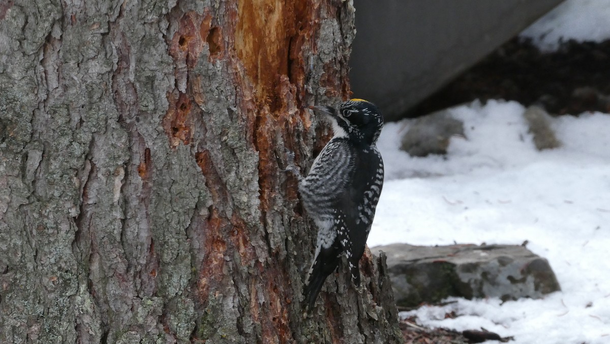 American Three-toed Woodpecker - Cyndi Smith