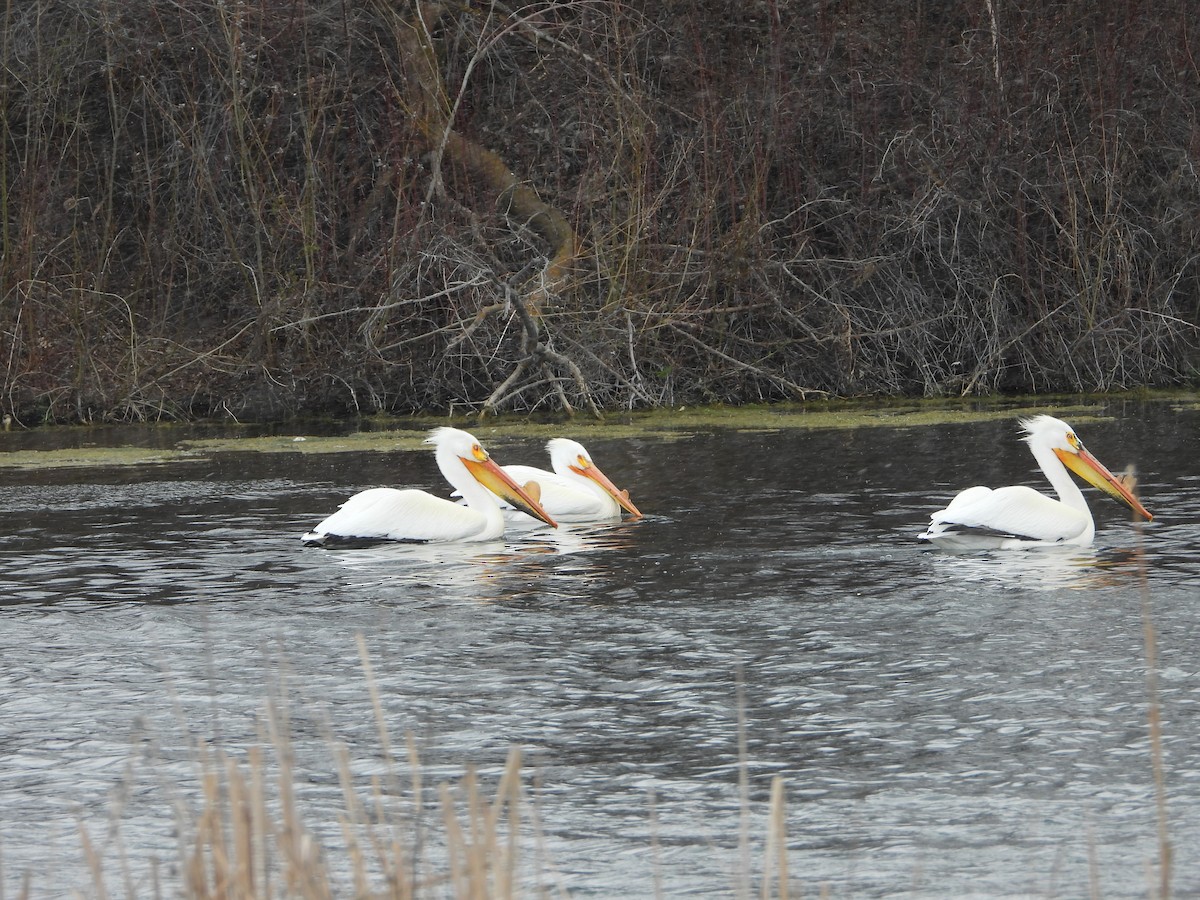 American White Pelican - ML617007361