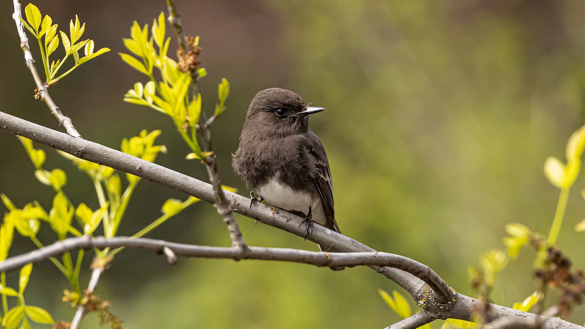 Black Phoebe - Gary Shaffer