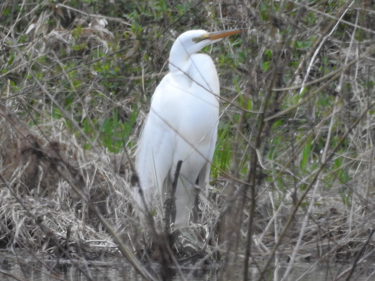 Great Egret - ML617007378