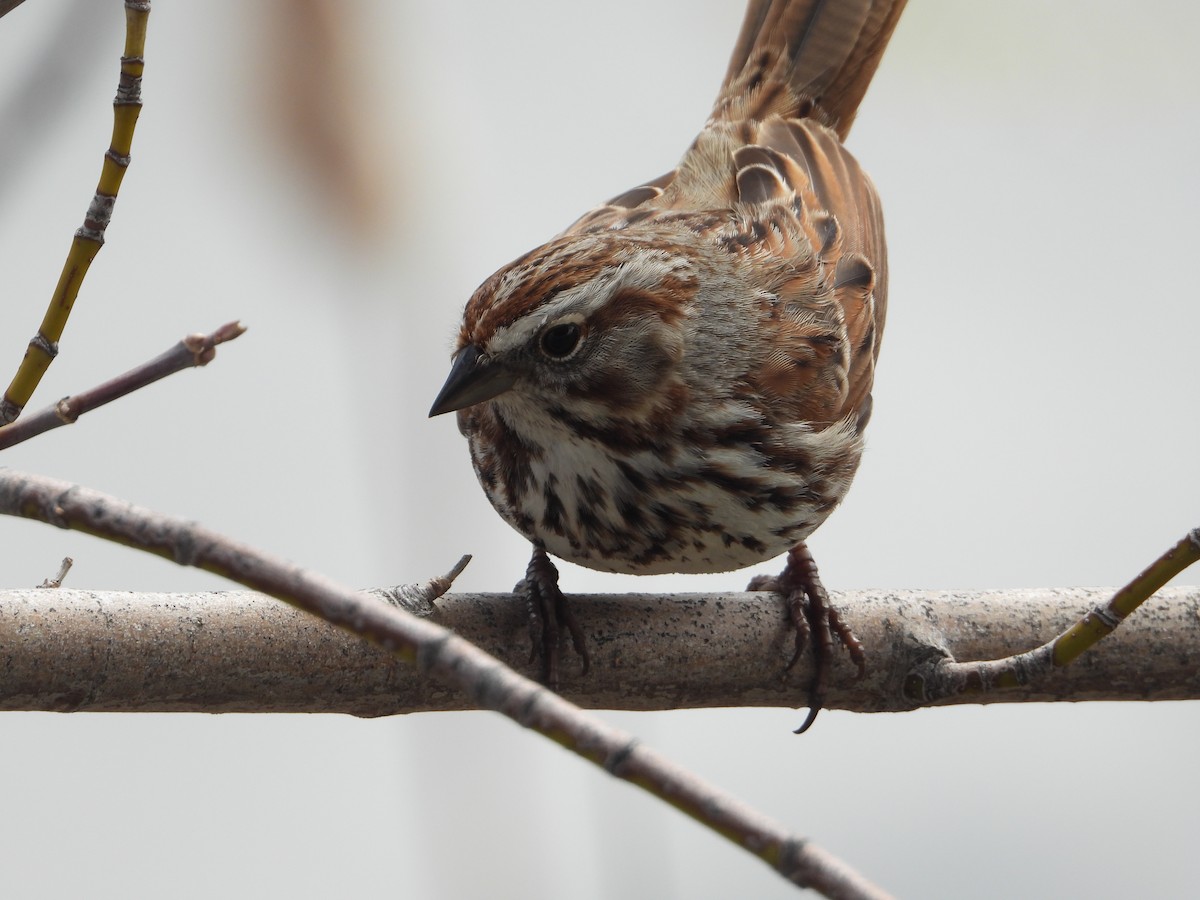 Song Sparrow - ML617007398