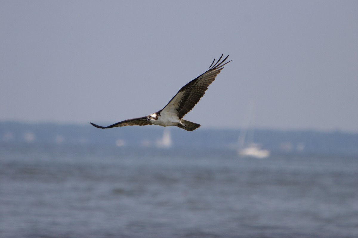 Balbuzard pêcheur - ML617007488