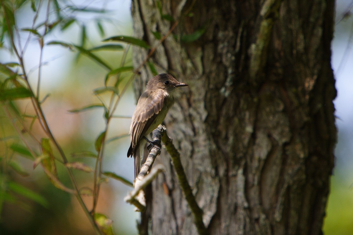 Eastern Phoebe - ML617007511